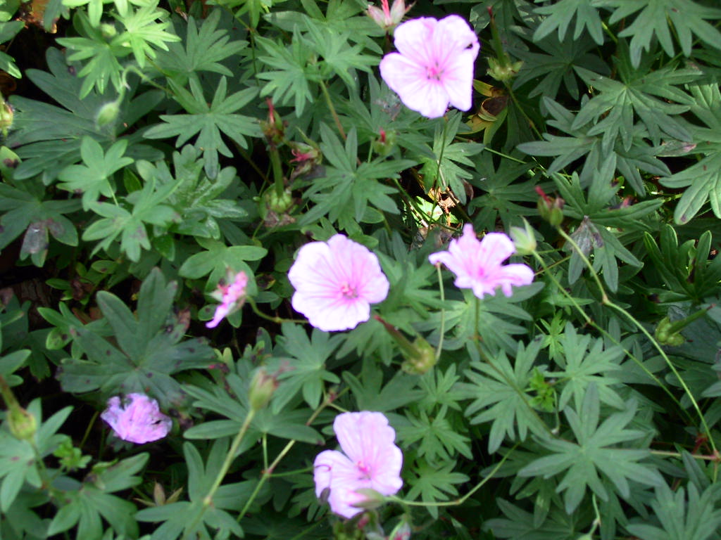 Geranium sanguineum Apfelbluete - unscharf.jpg